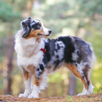 Australian Shepherd posing for camera