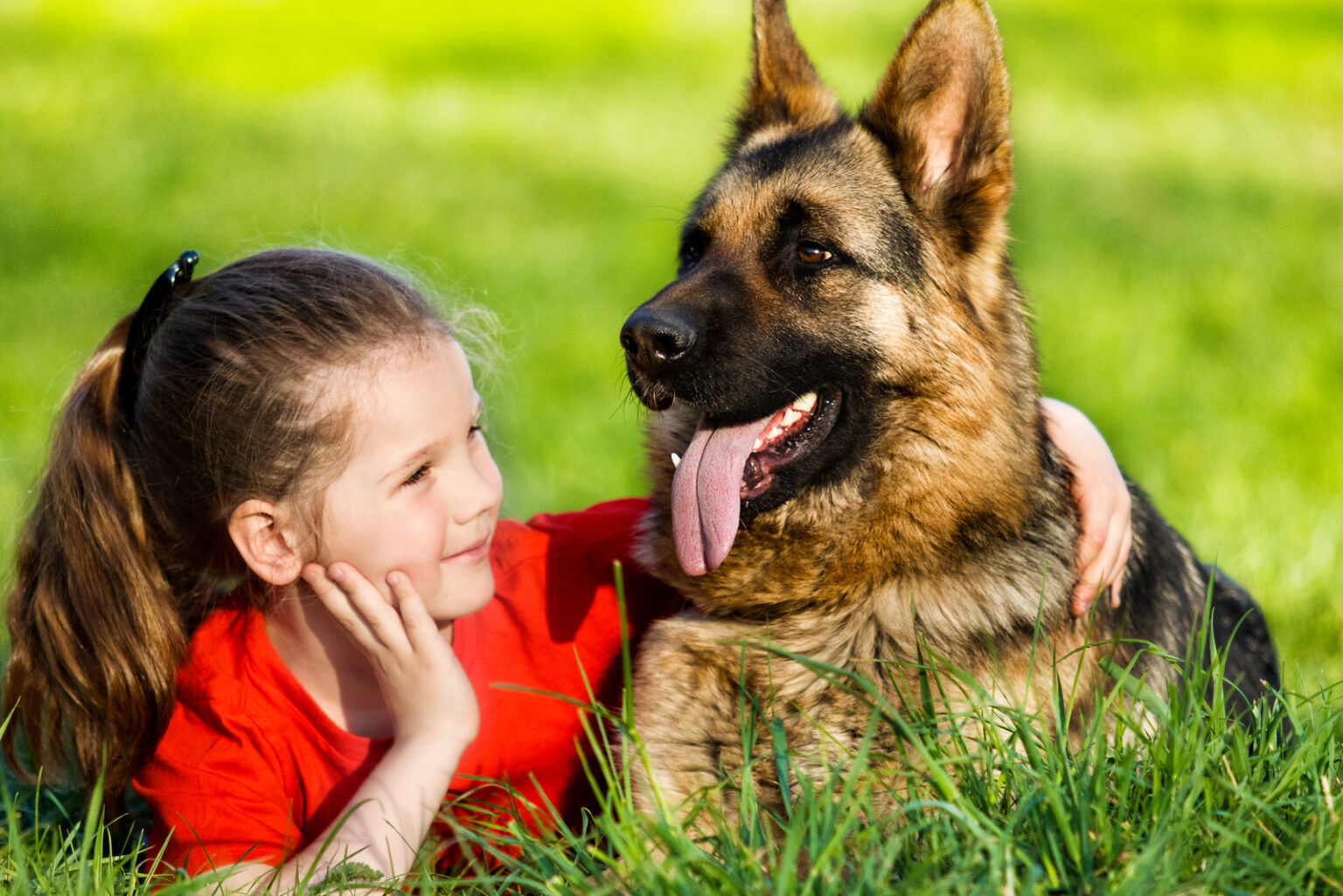 Top 12 German Shepherd Breeders In Massachusetts