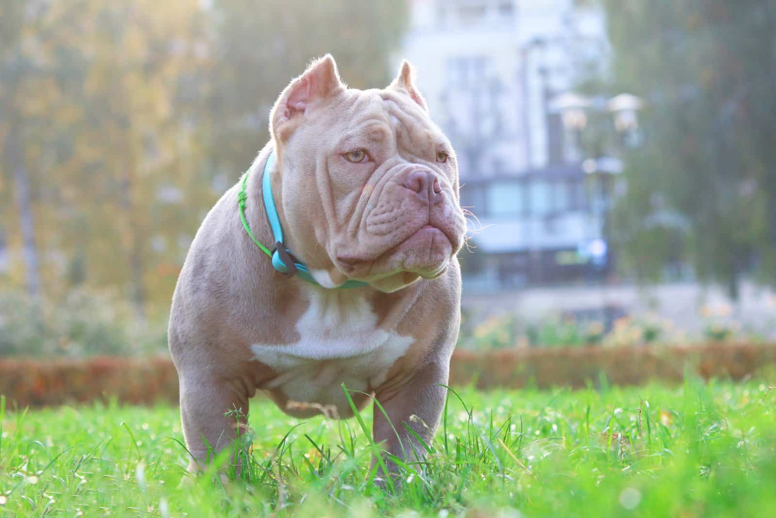 American Bully Feeding Chart Tips To Know So Bully Can Grow (2022)