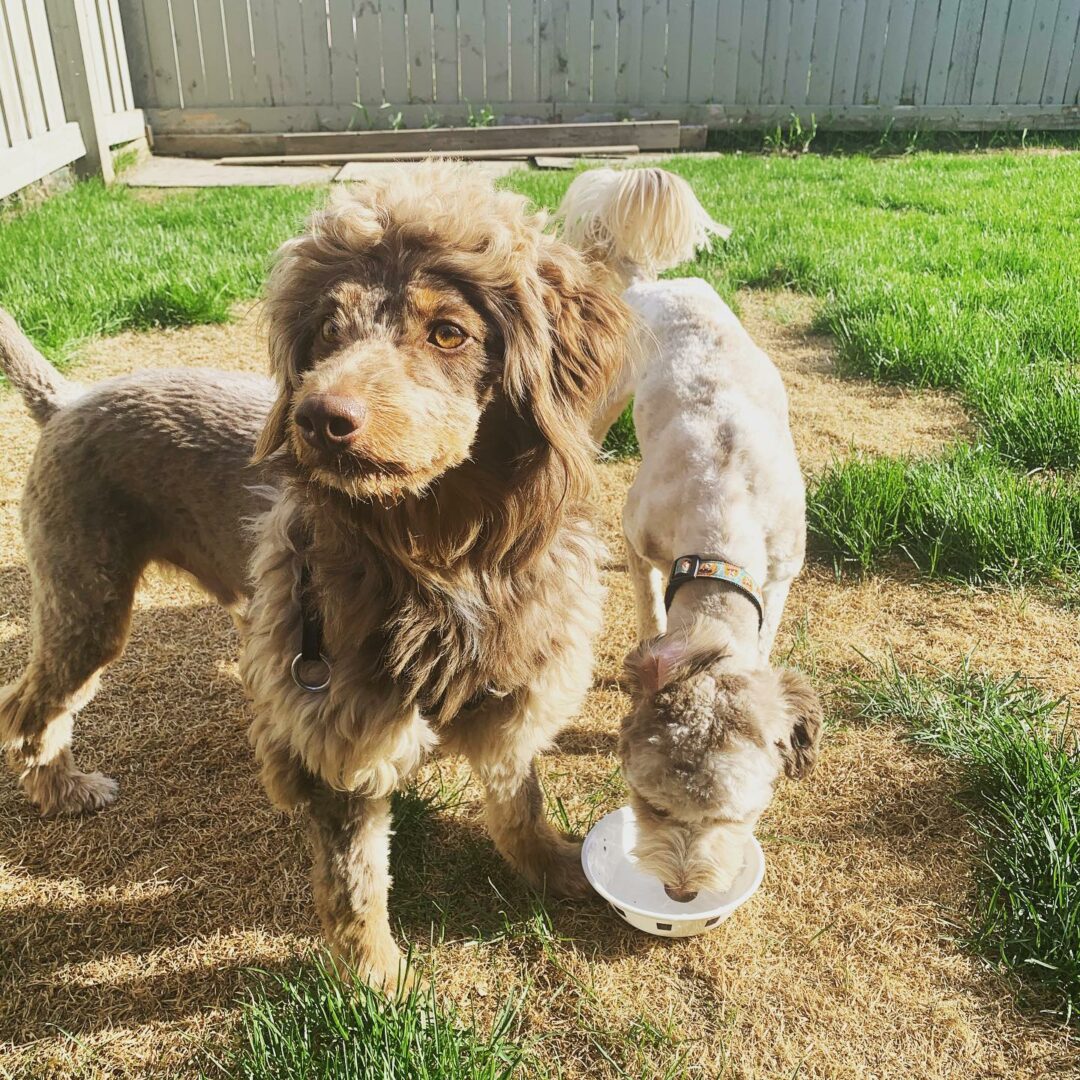 Top 7 Adorable Aussiedoodle Haircuts With Pictures