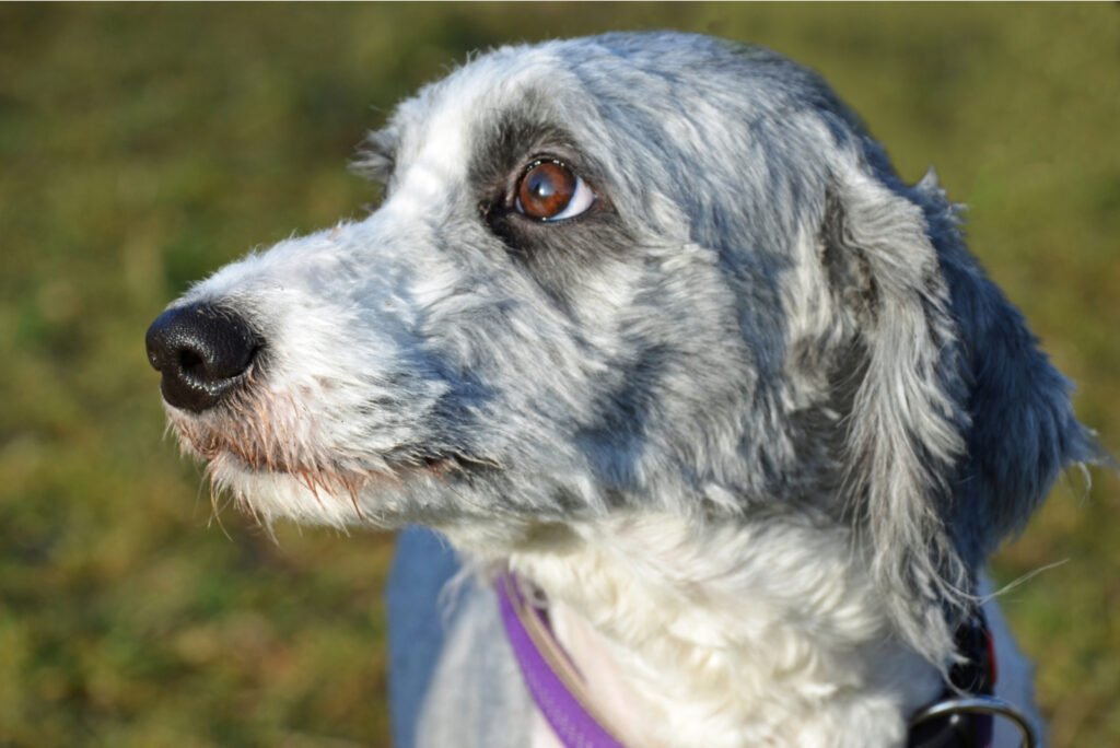 Top 7 Adorable Aussiedoodle Haircuts (With Pictures)