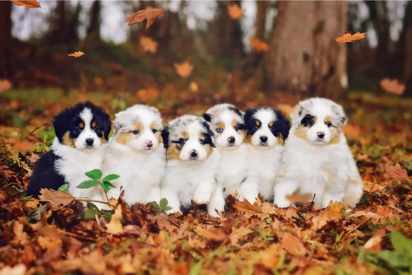 Australian Shepherd Growth Chart Your Guide To Aussie Puppy Growth