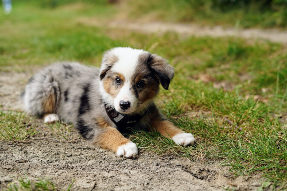 8 Best Australian Shepherd Breeders In The United States