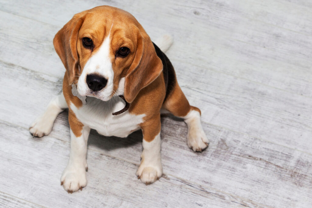 Beagle Growth Chart: Everything You Need To Know Before Buying