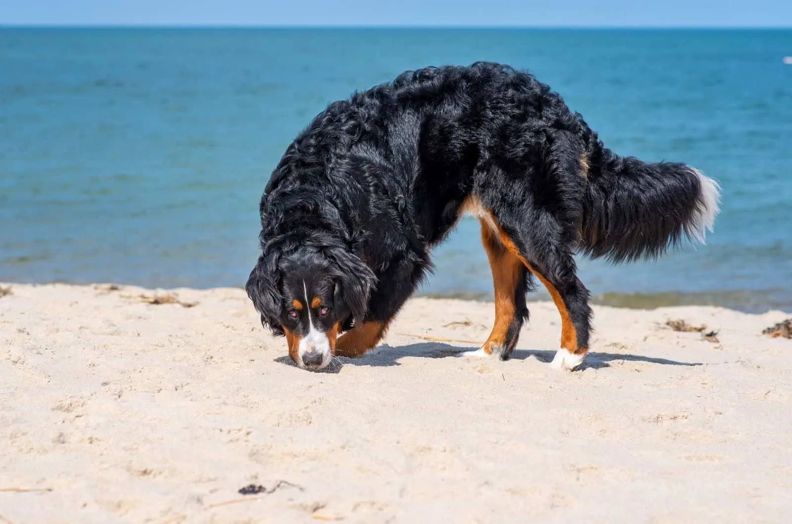 Bernedoodle Growth Chart: How Big Will My Bernedoodle Get?