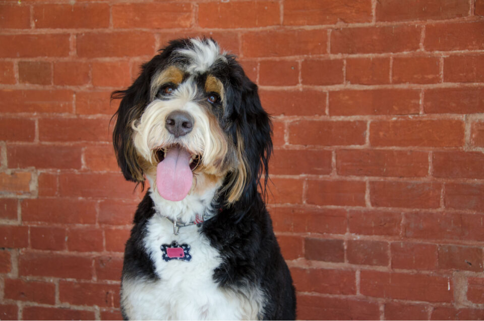 Bernedoodle Growth Chart: How Big Will My Bernedoodle Get?