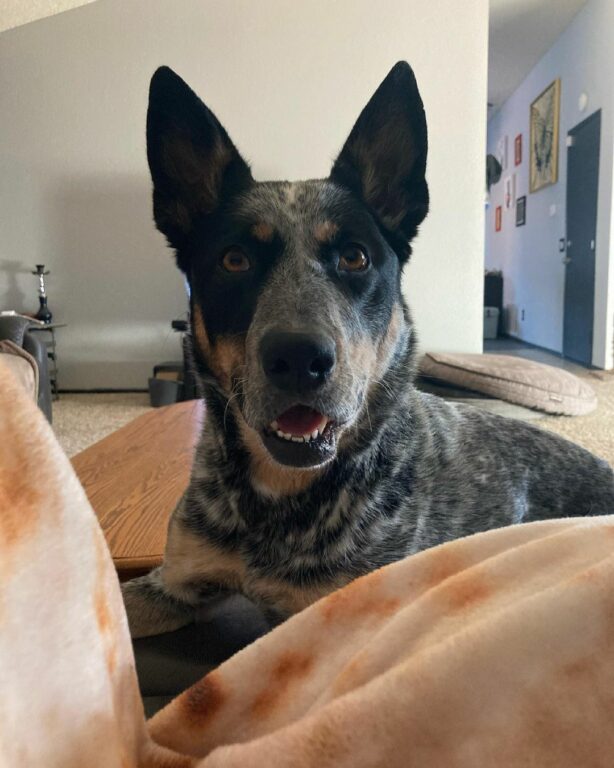 Blue Heeler German Shepherd Mix: Meet This Mesmerizing Breed