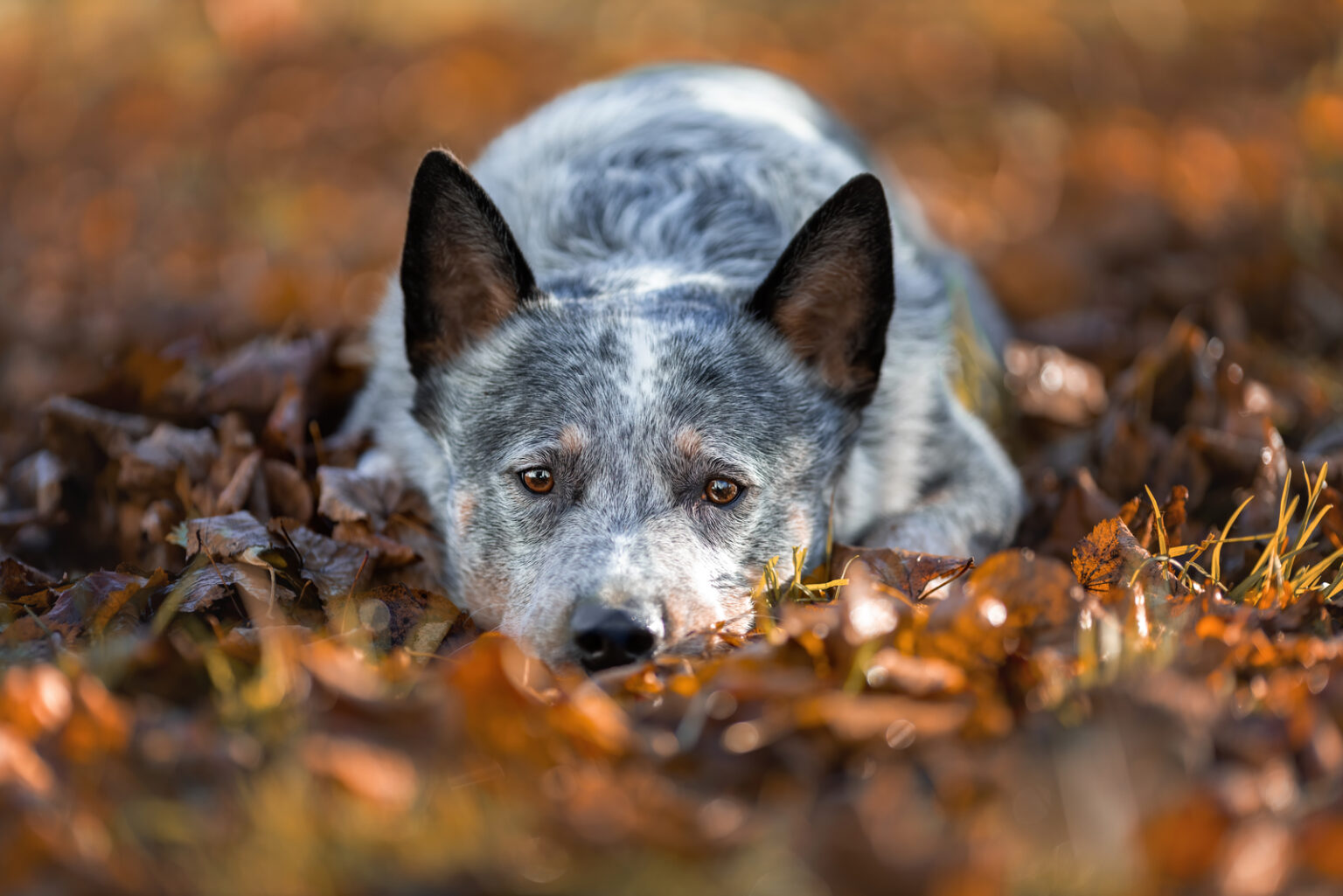 Blue Heeler Growth Chart – How Big Will Your Blue Heeler Get?