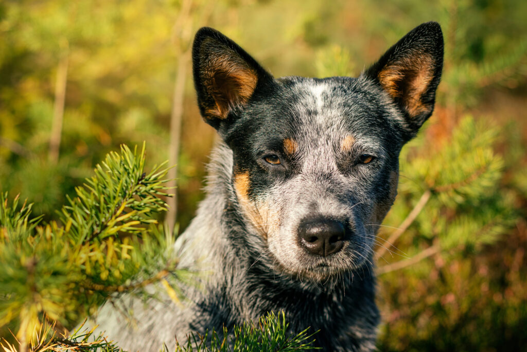 Blue Heeler Growth Chart – How Big Will Your Blue Heeler Get?