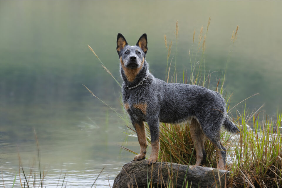 Blue Heeler Growth Chart – How Big Will Your Blue Heeler Get?