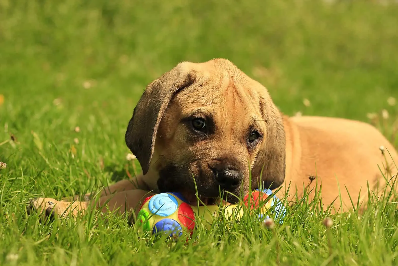 at what age is a boerboel full grown