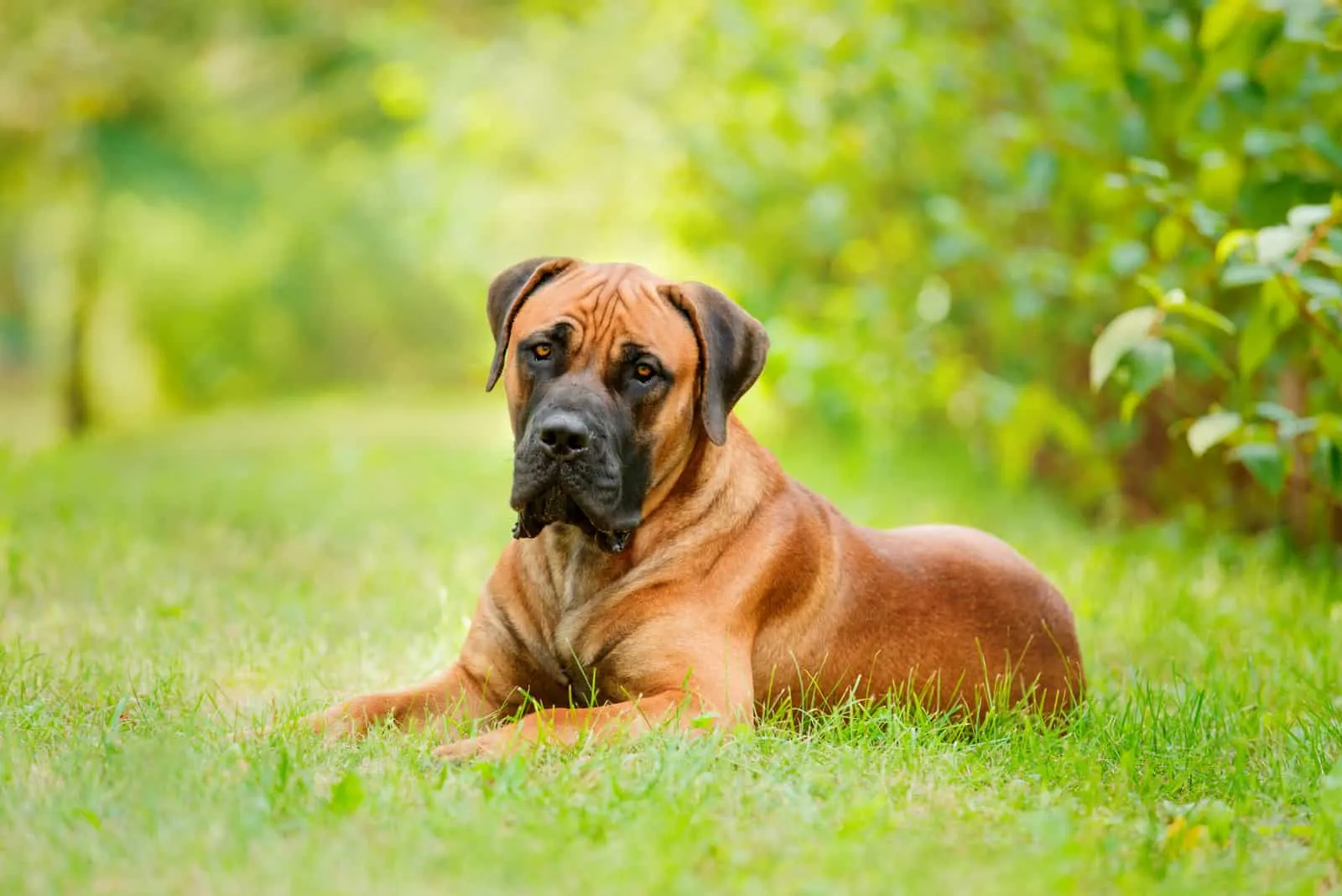 at what age is a boerboel full grown