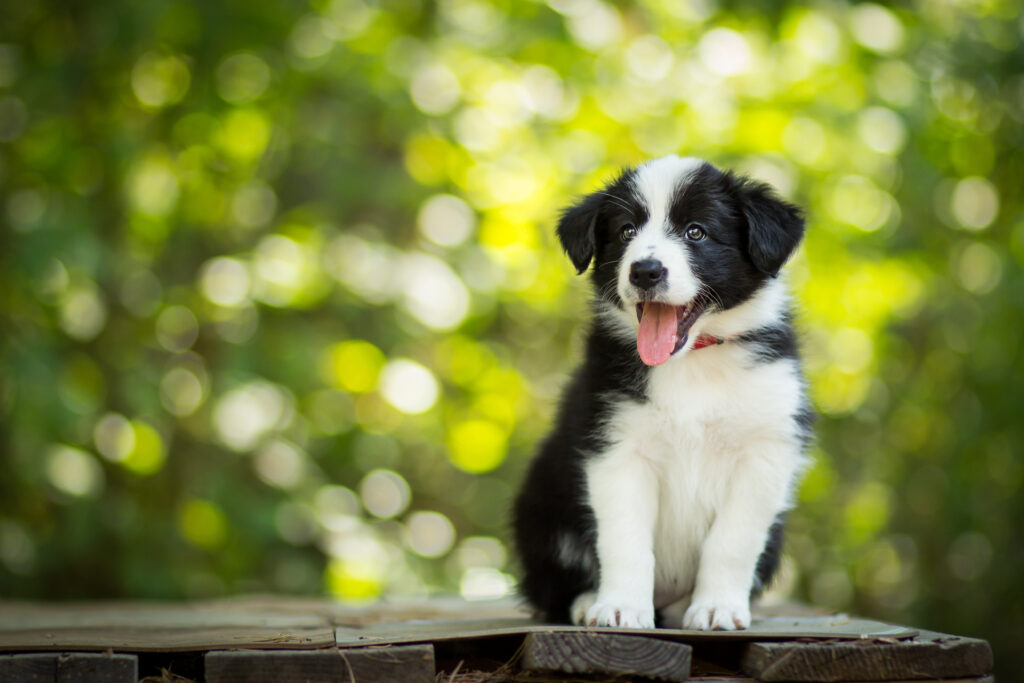 Border Collie Growth Chart - Everything You Need To Know