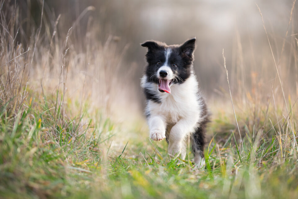 Border Collie Growth Chart - Everything You Need to Know