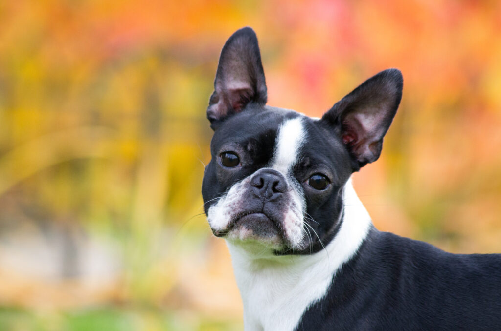 Boston Terrier Growth Chart 101: All You Need To Know