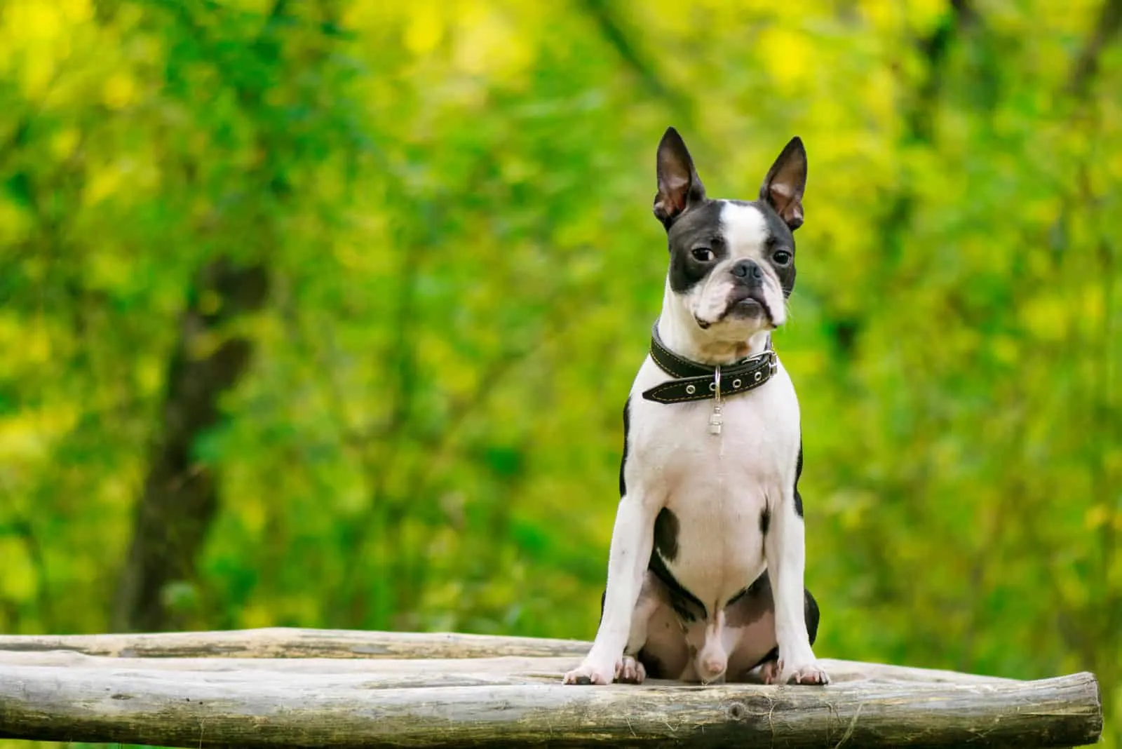 33+ boston terrier weight calculator - BurhanLogann