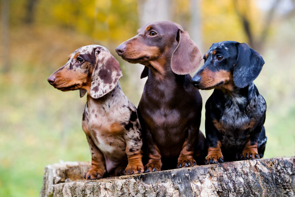 Dachshund Rescues In California 6 Best Rescue Places In CA