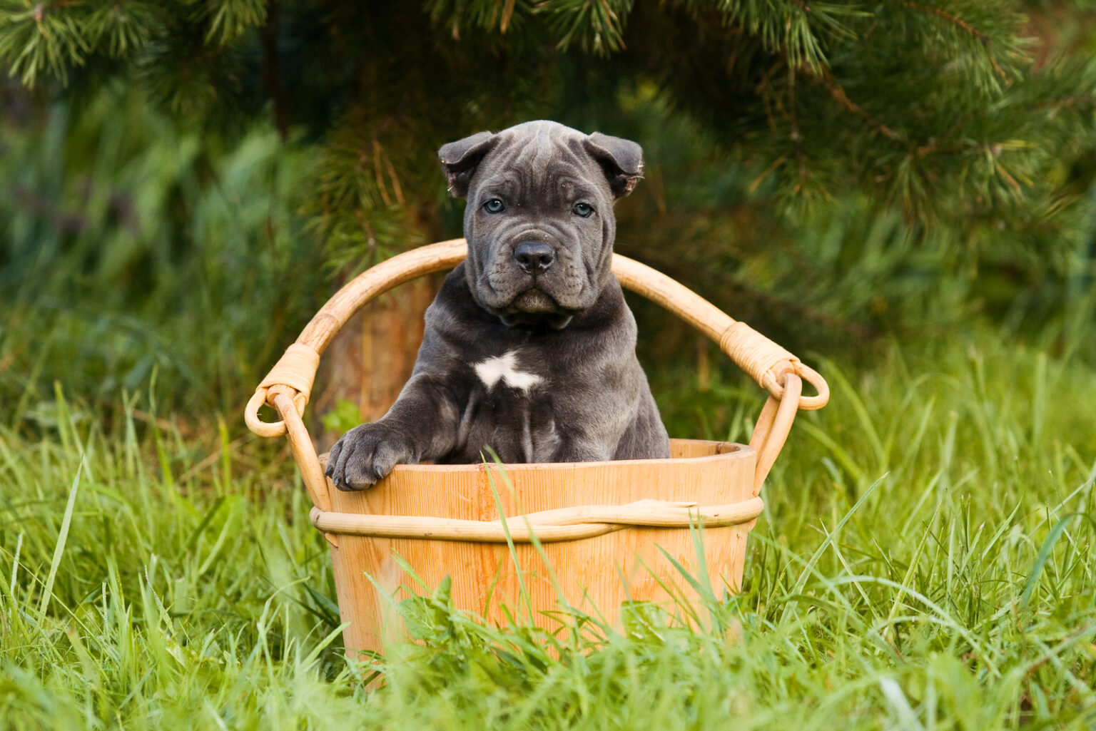 Cane Corso Breeders In Wisconsin The 1 Best Choice