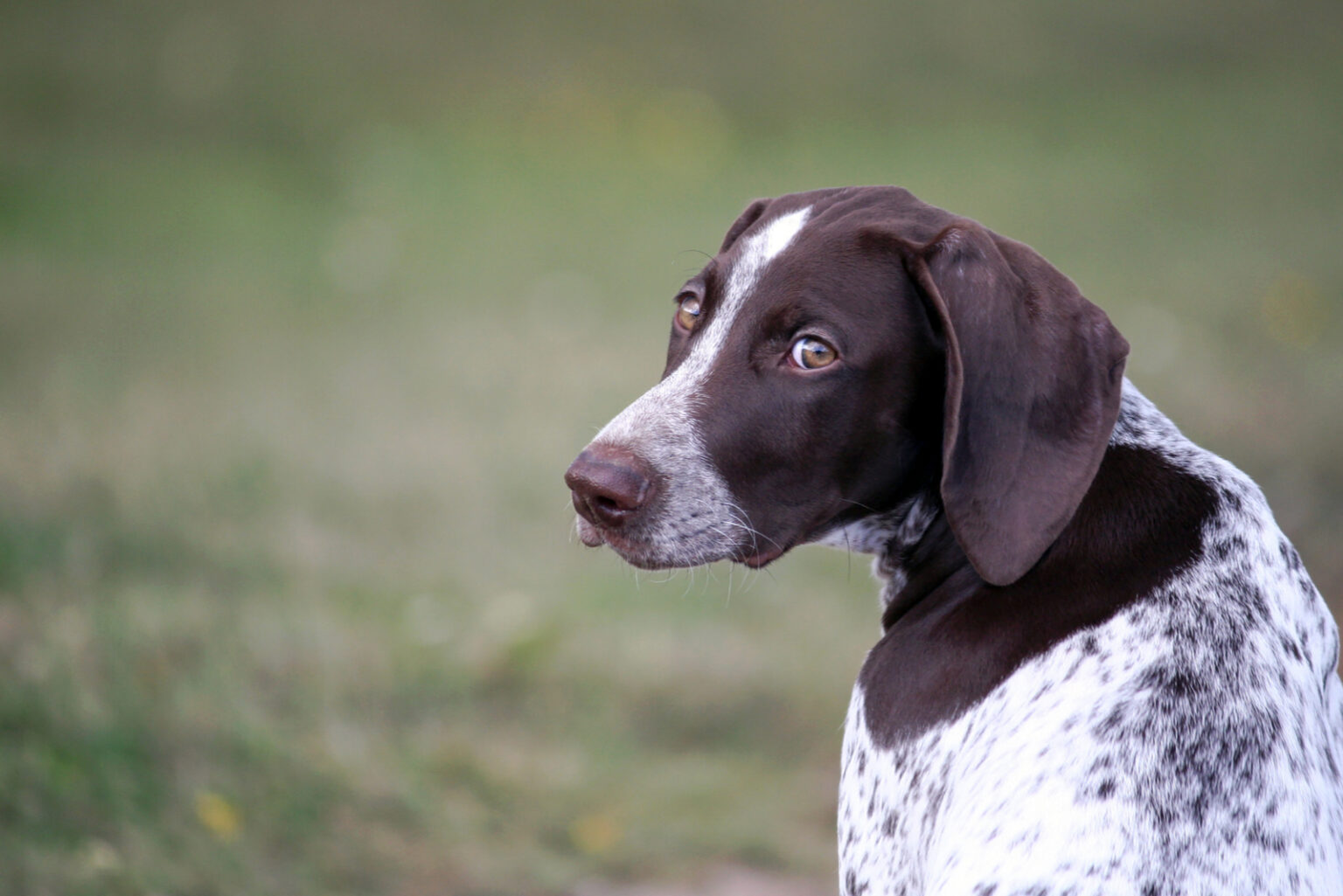 10 Best German Shorthaired Pointer Breeders Across The U.S.