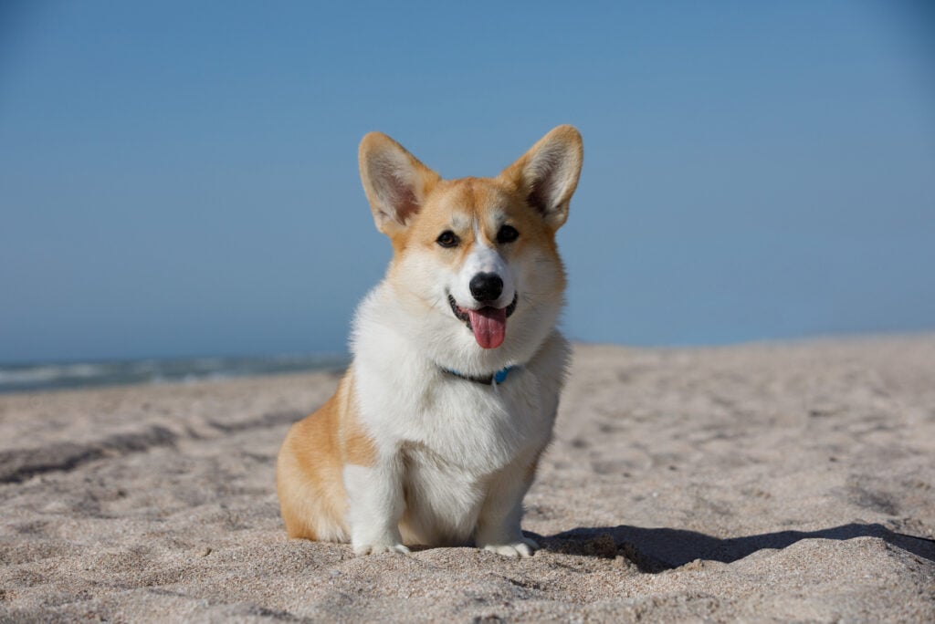 The 6 Best Corgi Rescues In Texas – Where To Adopt A Corgi