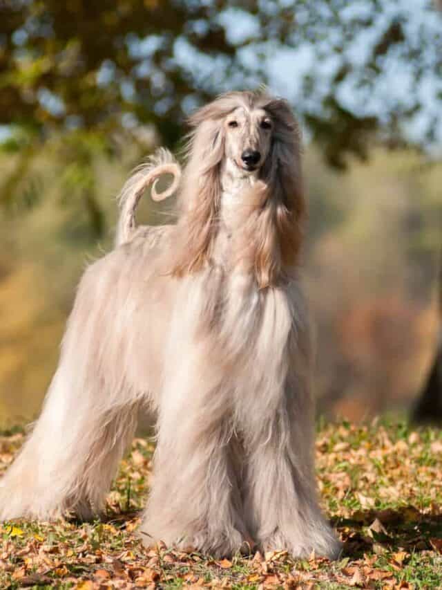 7 Tallest Dog Breeds on the Planet - PupVine