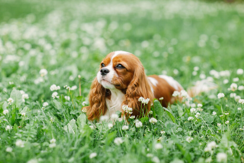 6 Best Cavalier King Charles Spaniel Breeders In Ontario