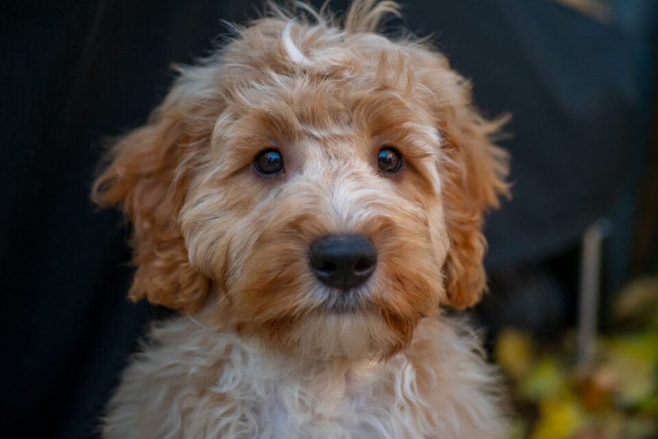 8 Best Cockapoo Haircuts For Your Doggo (Pictures Included)