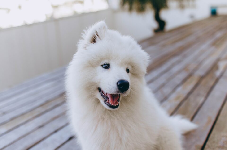 Samoyed Growth Chart: How Big Do Samoyeds Grow?