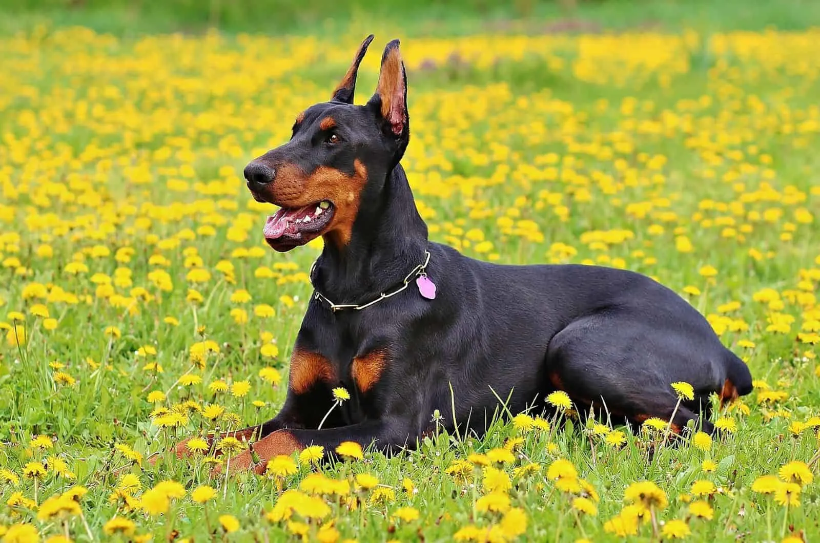 how much should i feed my 8 week old doberman puppy