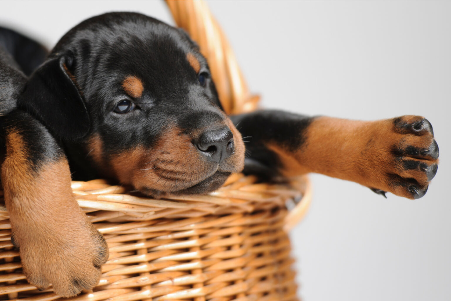 Doberman Feeding Chart What A Perfect Dog Diet Looks Like