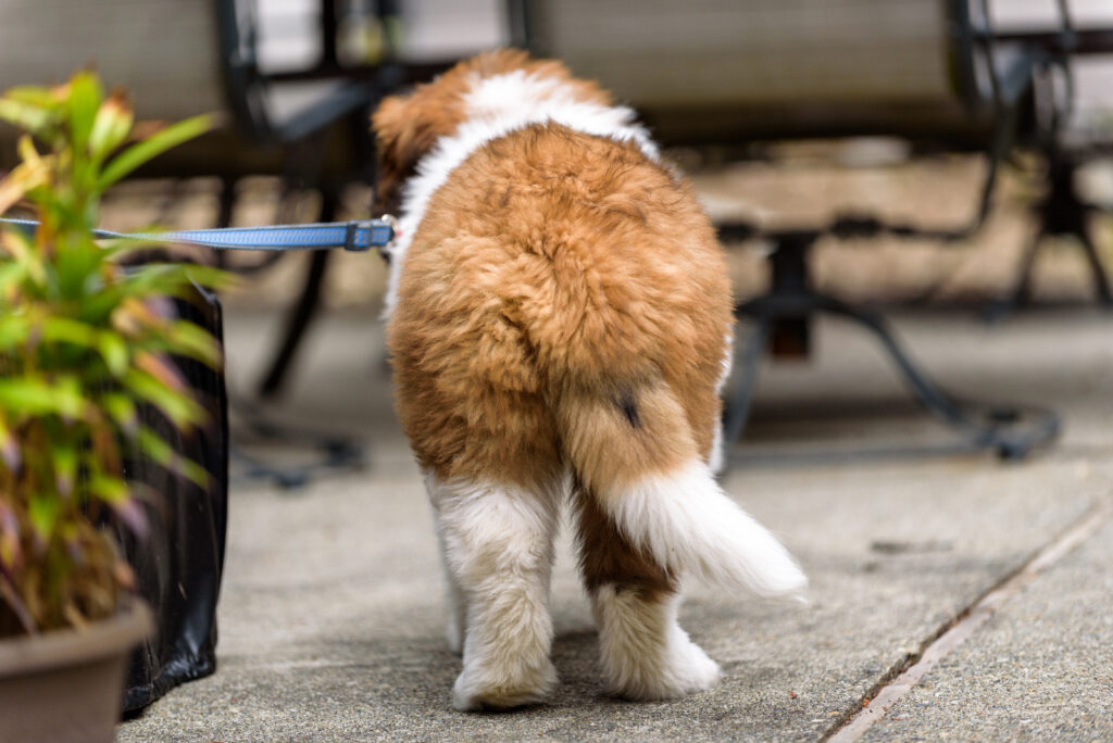 dog-tail-position-chart-a-guide-to-dog-s-body-language