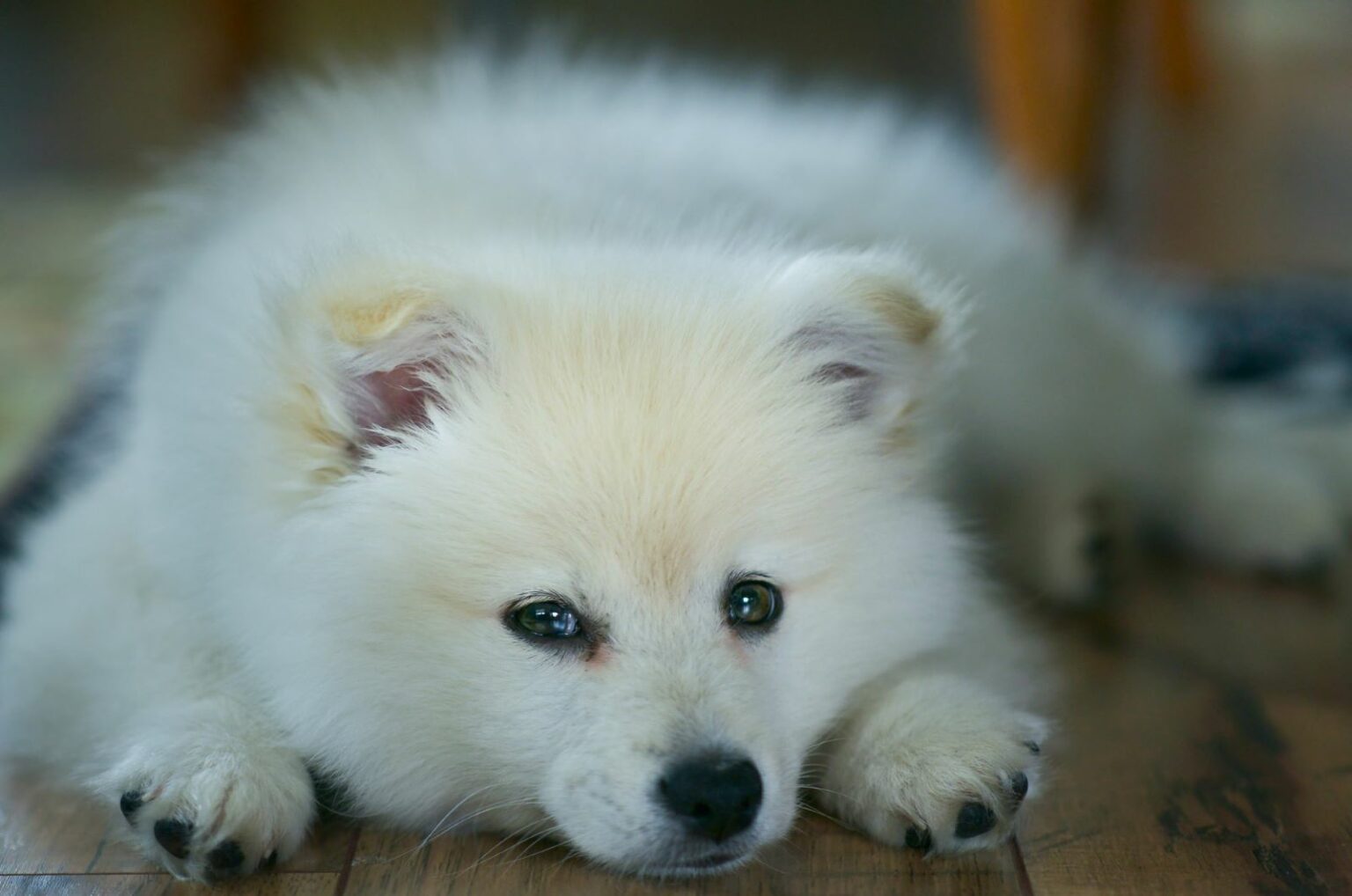 Samoyed Growth Chart: How Big Do Samoyeds Grow?