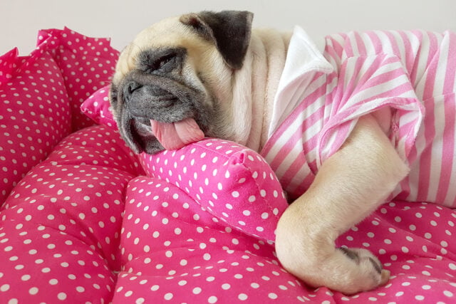 8 Best Dog Beds For Pugs: Reviews And Buyer’s Guide