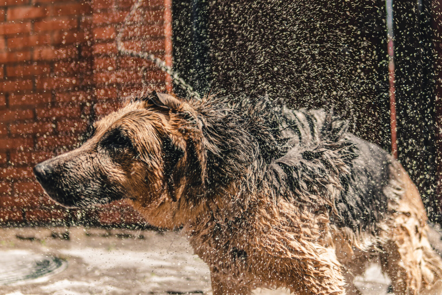 How Often Should You Bathe A German Shepherd 10 Bathing Tips