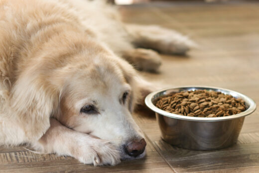 What To Feed A Sick Dog With No Appetite: We Are Here To Help You