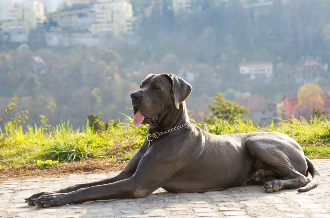 Great Dane Growth Chart: A Guide To Gentle Giant’s Size