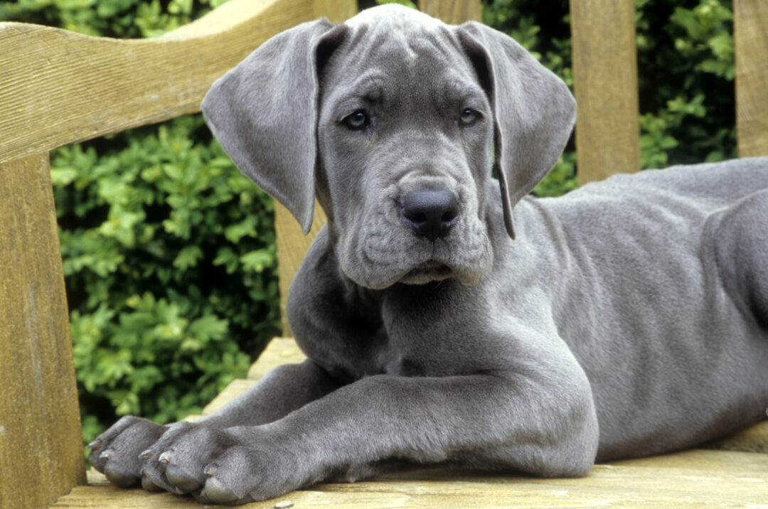 Great Dane Growth Chart: A Guide To Gentle Giant’s Size