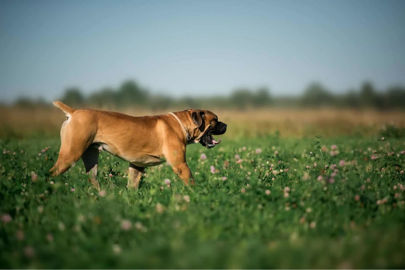 at what age is a boerboel full grown