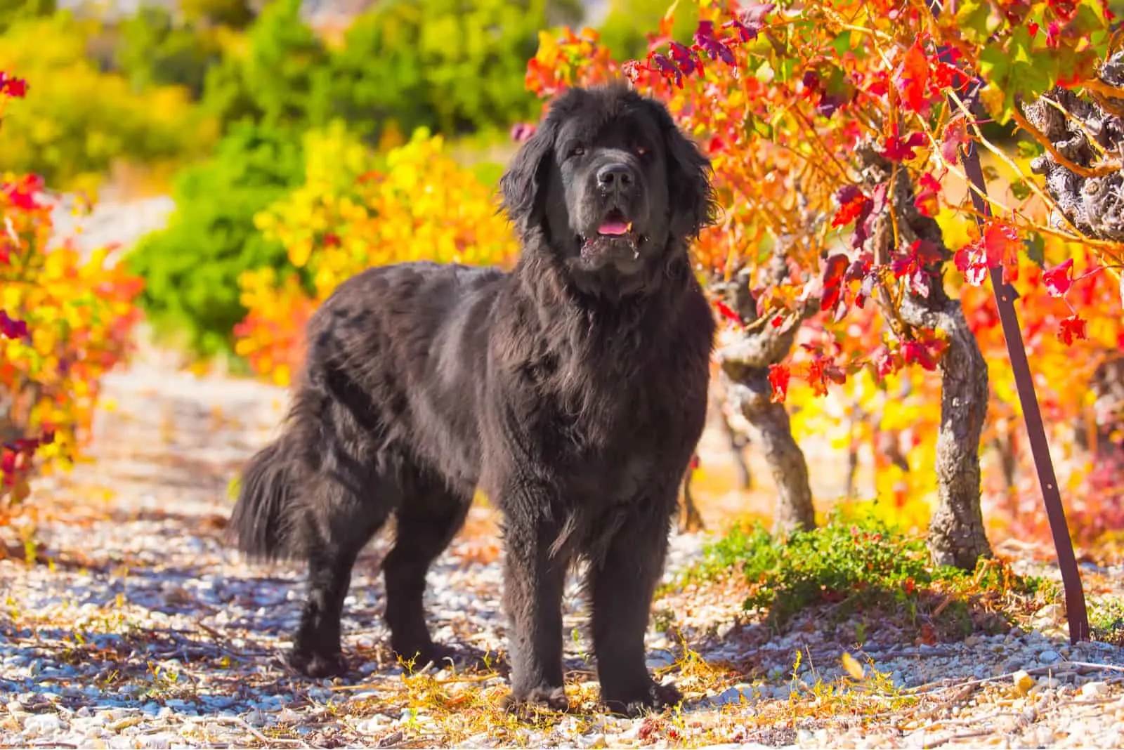 what age does a newfoundland stop growing