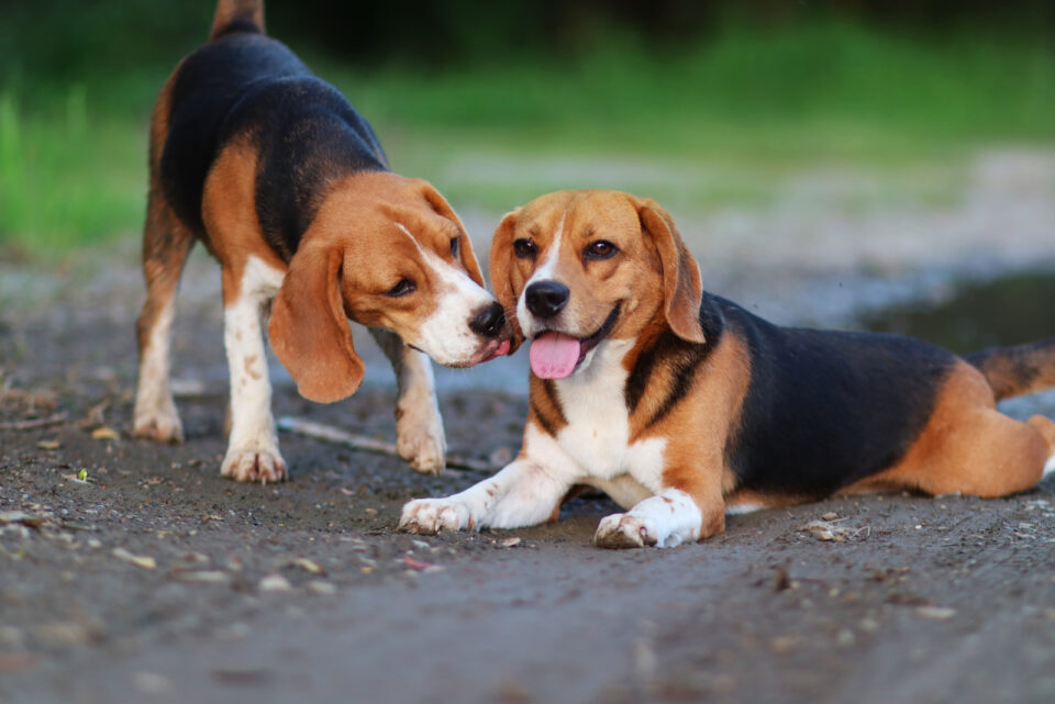 Beagle Growth Chart: Everything You Need To Know Before Buying