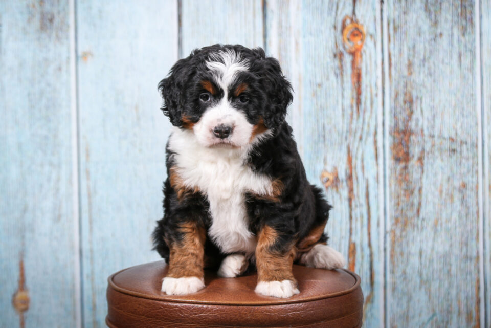 Bernedoodle Growth Chart: How Big Will My Bernedoodle Get?