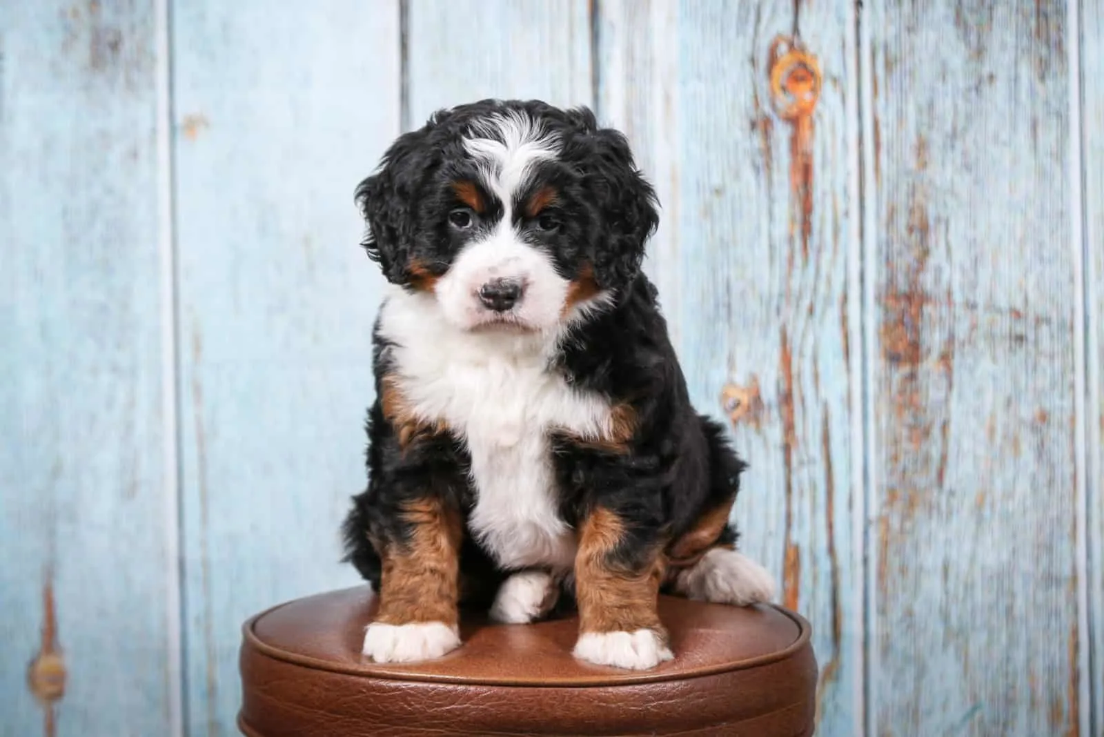 Bernedoodle Growth Chart How Big Will My Bernedoodle Get?