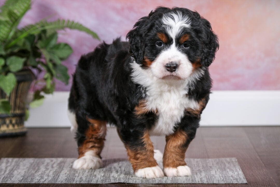 Bernedoodle Growth Chart: How Big Will My Bernedoodle Get?