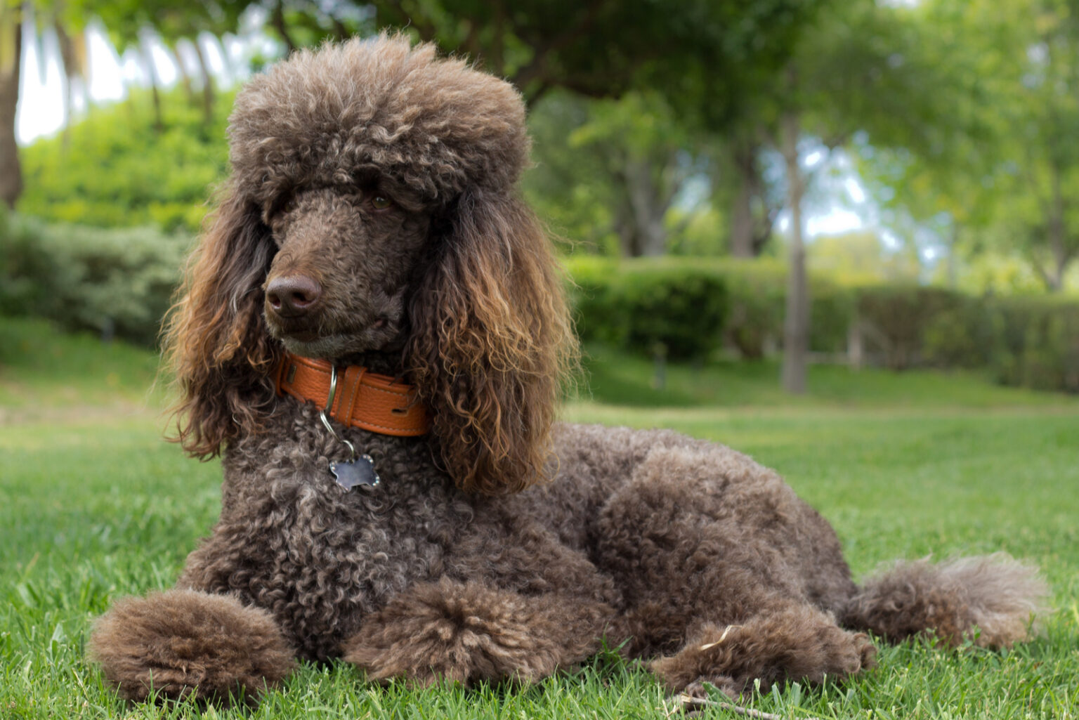 28 Poodle Haircuts That Will Make Your Pet Even Sweeter