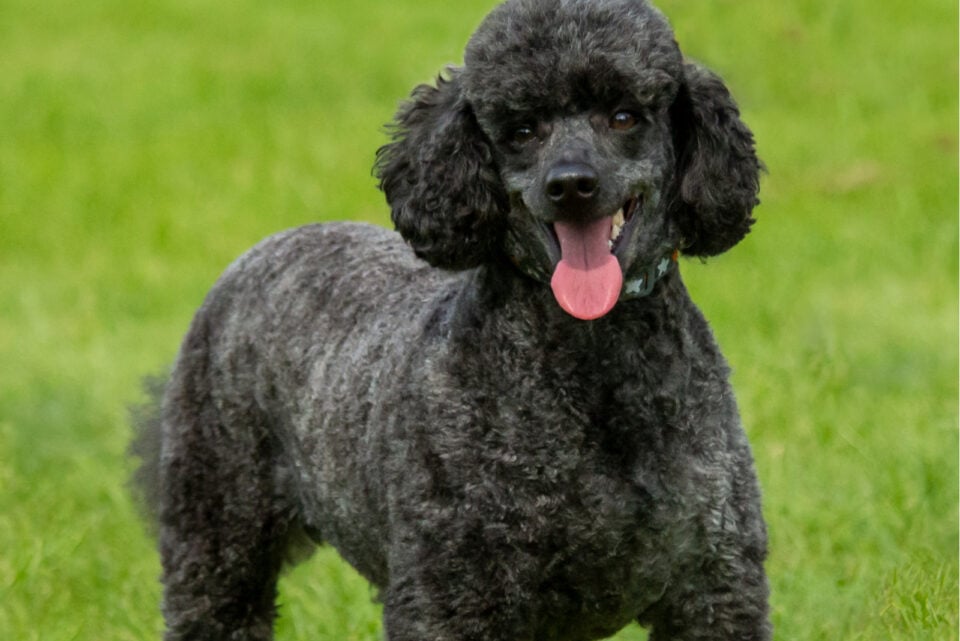 28 Poodle Haircuts That Will Make Your Pet Even Sweeter