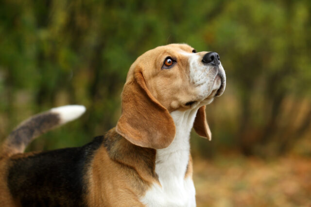 Beagle Growth Chart: Everything You Need To Know Before Buying