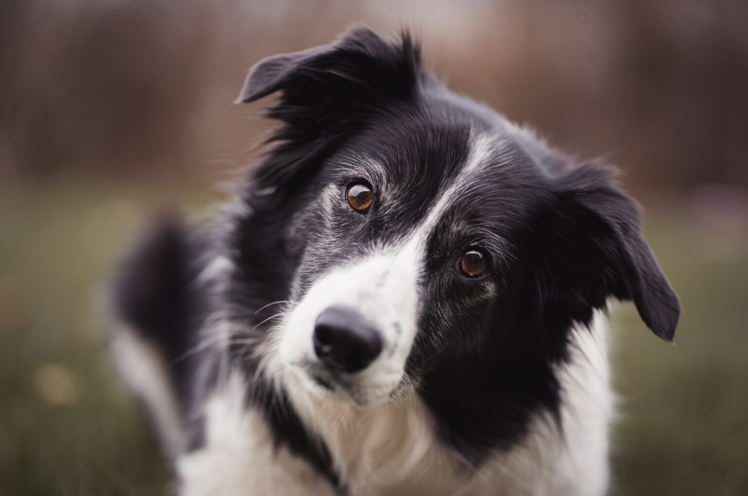 Border Collie Growth Chart - Everything You Need to Know