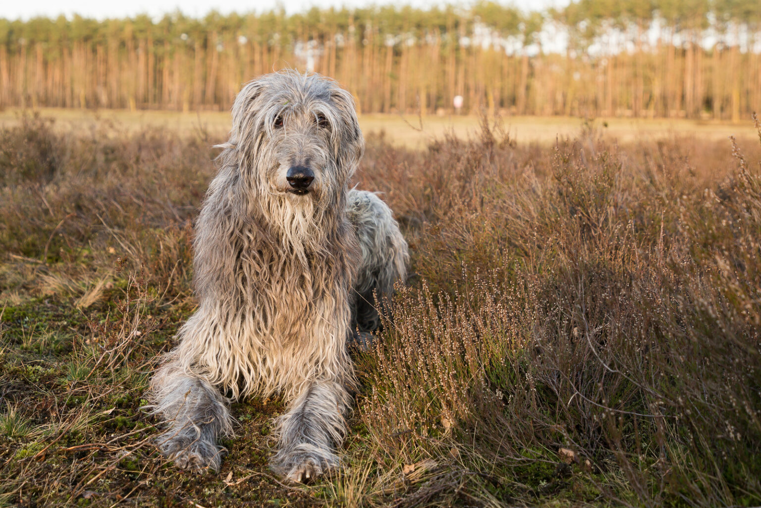 Tallest Dog Breeds: 15 Largest Dogs On The Planet