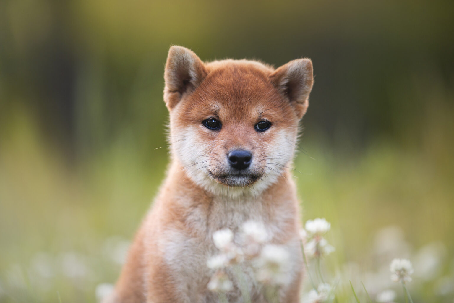 The 4 Best Shiba Inu Breeders In The Entire U.S.