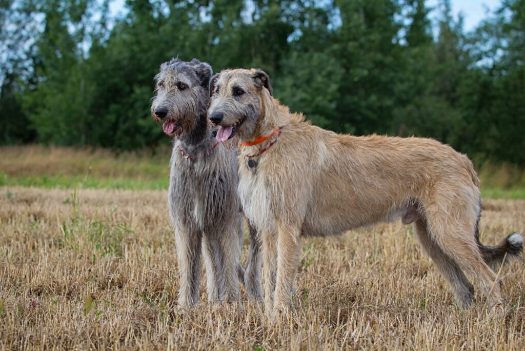 The Top 4 Irish Wolfhound Breeders In The U.S.